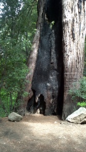 Redwood at Big Sur