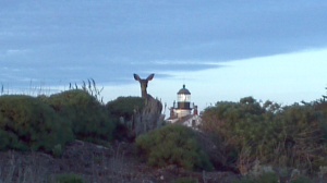 Black tailed coastal deer by the Pinos Point Lighthouse